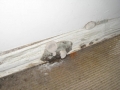 Building Defects